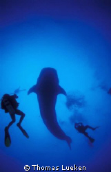 Diver's dream with 10m whale shark, Darwins Arche, Galapa... by Thomas Lueken 